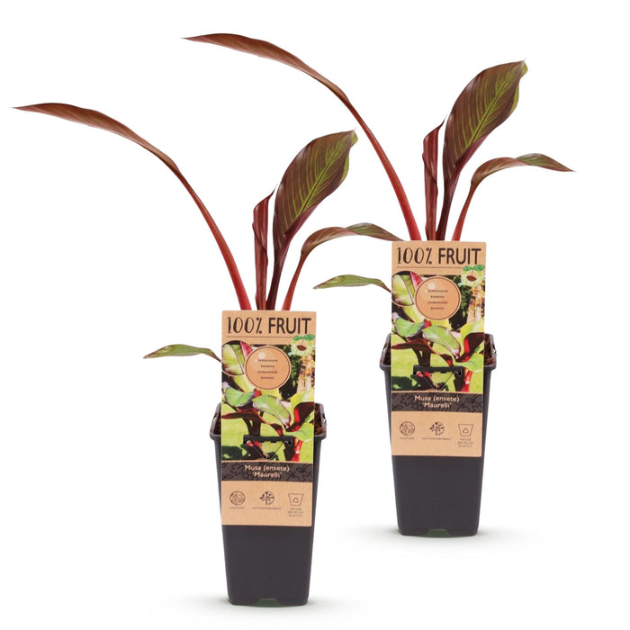 Musa ensete Maurelli - Bananenboom - Rood-Groen - ↕50cm - Ø15cm - 2x