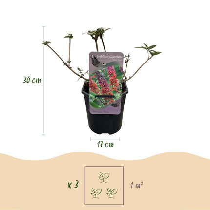 Buddleja davidii - Fioritura potente - Fiori arancioni e viola - 3 piante - 1 m² - ↕30 cm - Ø17 cm