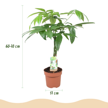 Pachira Aquatica braided trunk - Money tree - ↕60-70cm - Ø17cm