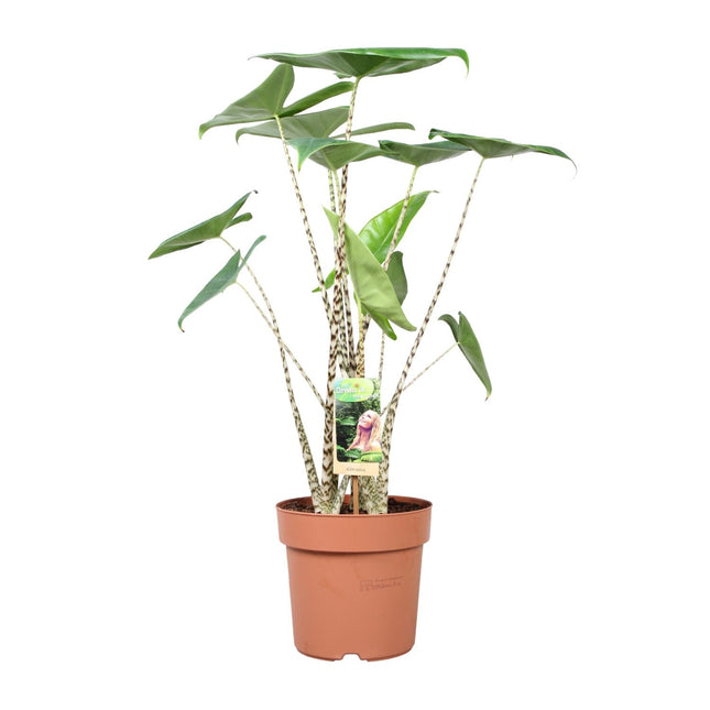Alocasia Zebrina - Olifantsoor - ↕80cm - Ø21cm