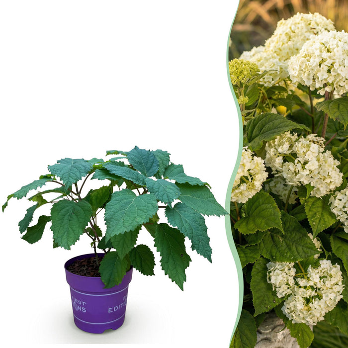 Hydrangea arborescens FlowerWOW - Hortensia - Wit - ↕20-30cm - Ø14cm