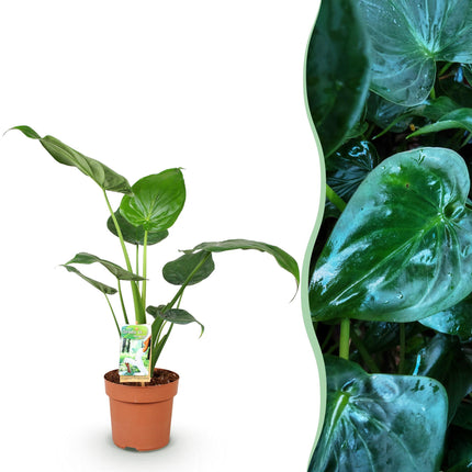 Alocasia Cucullata - Boeddha's Hand - ↕60-65cm - Ø17cm