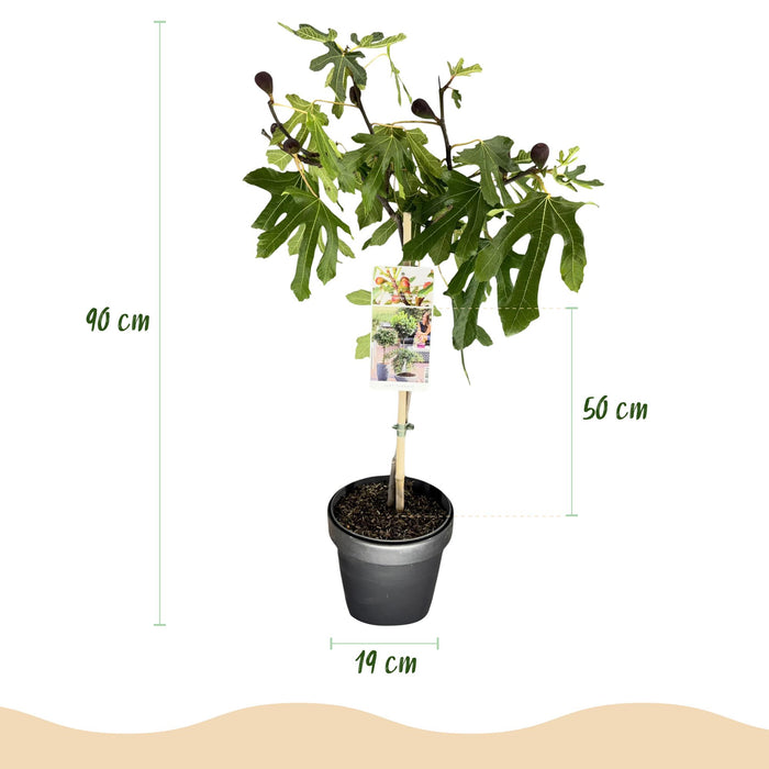 Ficus carica Little Miss Figgy - Terras Plant - Bladverliezend - Winterhard - Groene Vrucht - Pot 19cm Hoogte 90cm
