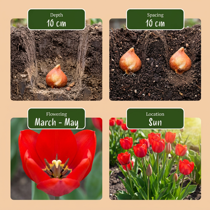 500x Bulbs From Holland - Bloembollen - Bollen uit Holland - Diversen - Zomerbloeier - Bolmaat 10/12