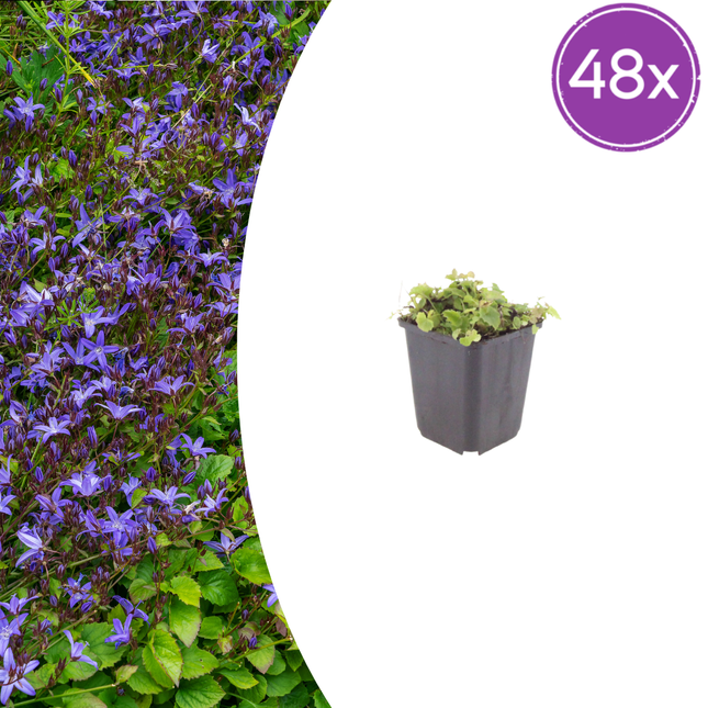 Campanula poscharskyana - Kruipend klokje - ↕10-25cm - Ø9cm - 48x