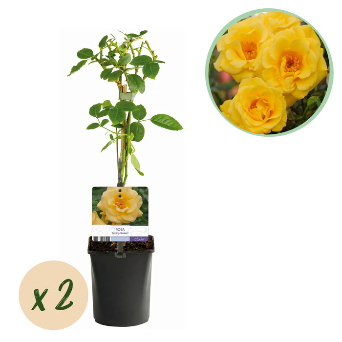 Klimroos - Rosa Spring Queen -Bloem  Geel - Weinig onderhoud - 2 planten - Pot 11cm Hoogte 40cm