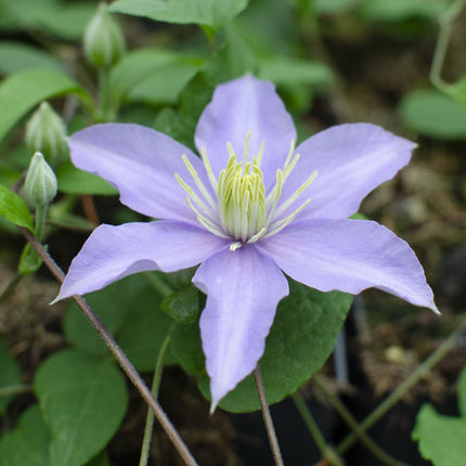 Clematis Justa - Clematis - ↕65cm - Ø15cm