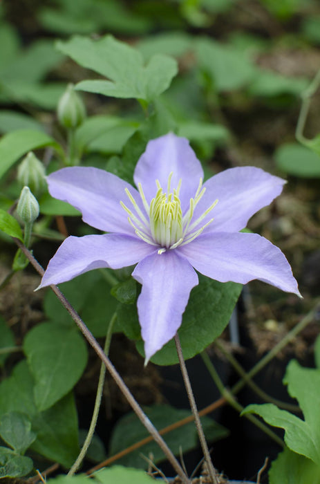 Clematis Justa - ↕65cm - Ø15cm