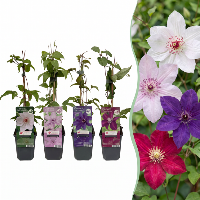 Clematis Rainbow - Bosrank 12x - Paars - Rood - Roze - Wit - Klimplant - Ø9cm - ↕35cm