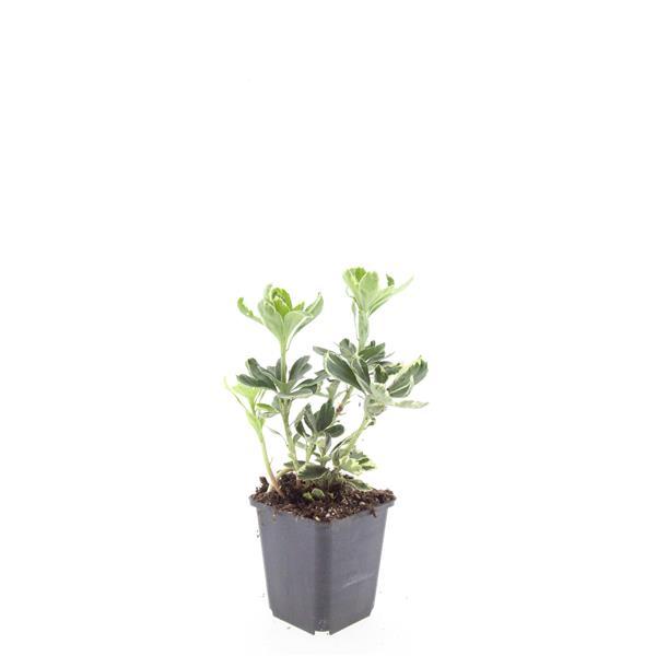 Pachysandra term. 'Variegata' - ↕10-25cm - Ø9cm - 24x
