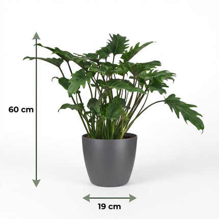 Philodendron Xanadu - met grijze pot - ↕60cm - Ø19cm