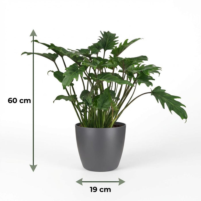 Philodendron Xanadu - met grijze pot - ↕60cm - Ø19cm