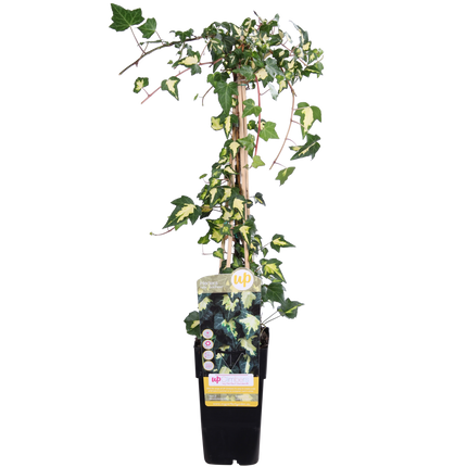 Hedera Helix 'Goldheart' - Ivy - ↕65cm - Ø15cm