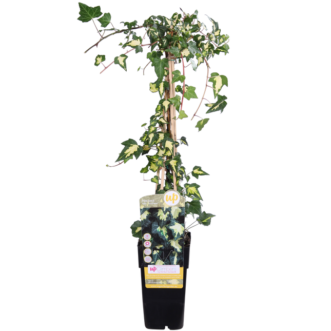 Hedera Helix 'Goldheart' - Klimop - ↕65cm - Ø15cm
