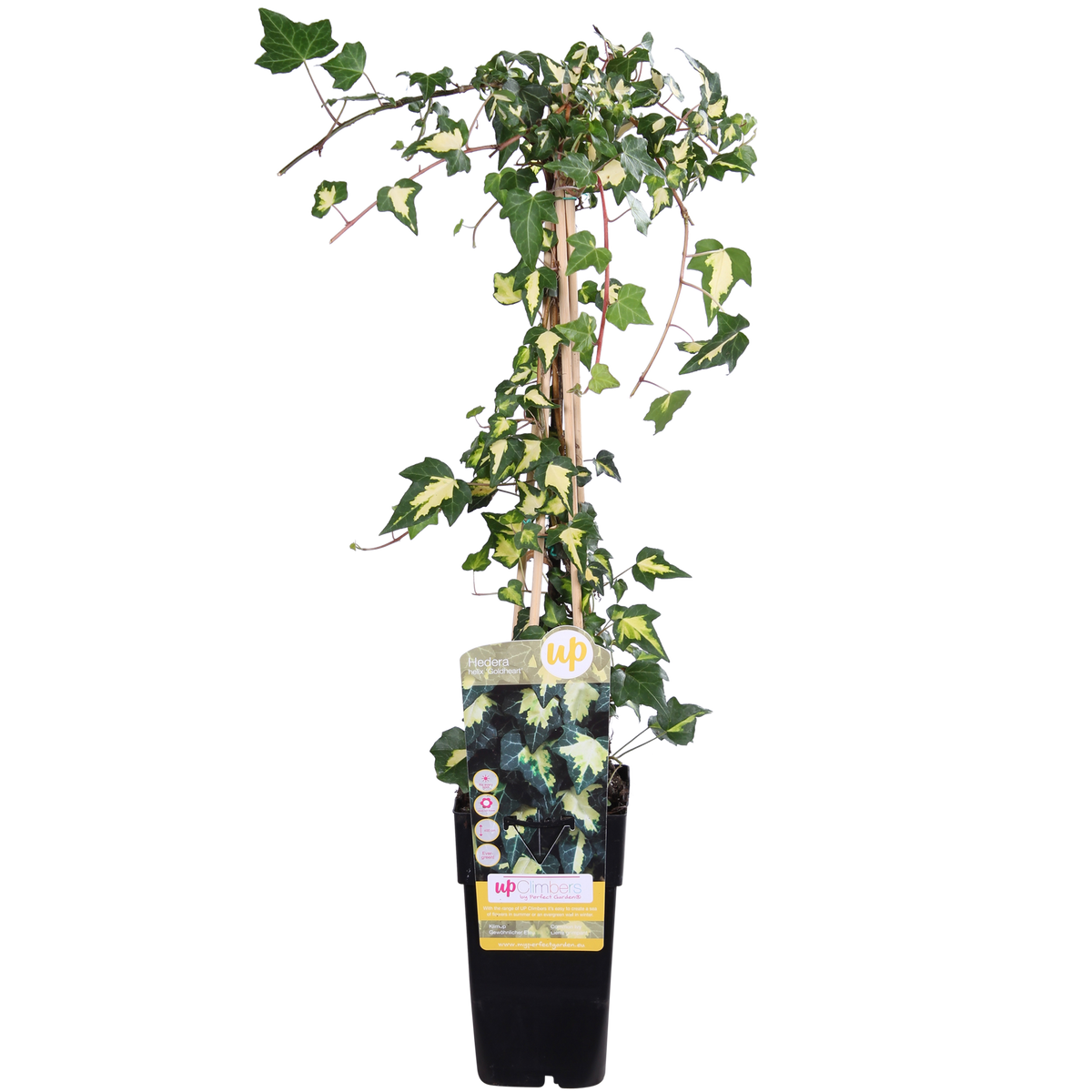 Hedera Helix 'Goldheart' - Ivy - ↕65cm