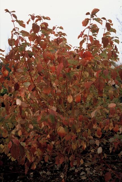 Cornus sanguinea 'Anny's Winter Orange' - ↕10-25cm - Ø9cm - 40x
