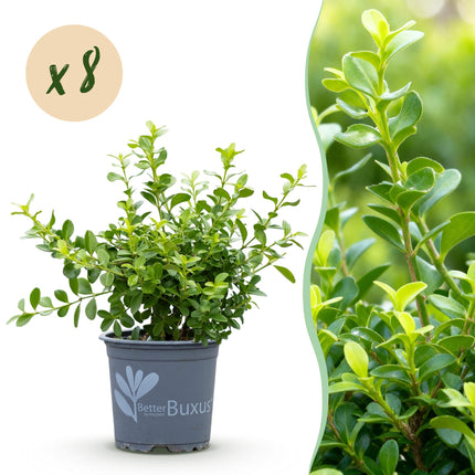 Siepe di bosso - BetterBuxus Babylon Beauty - Resistente alla malattia del bosso - 1 metro lineare - ↕20-25cm - Ø9cm - 8x