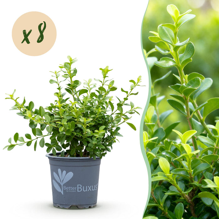 Buxus Haag - BetterBuxus Babylon Beauty - Resistant tegen de Buxus schimmel - 1 strekkende meter - ↕20-25cm - Ø9cm - 8x