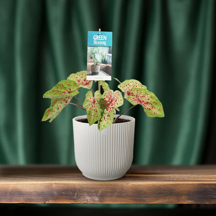 Caladium Miss Muffet - ↕25cm - Ø12cm