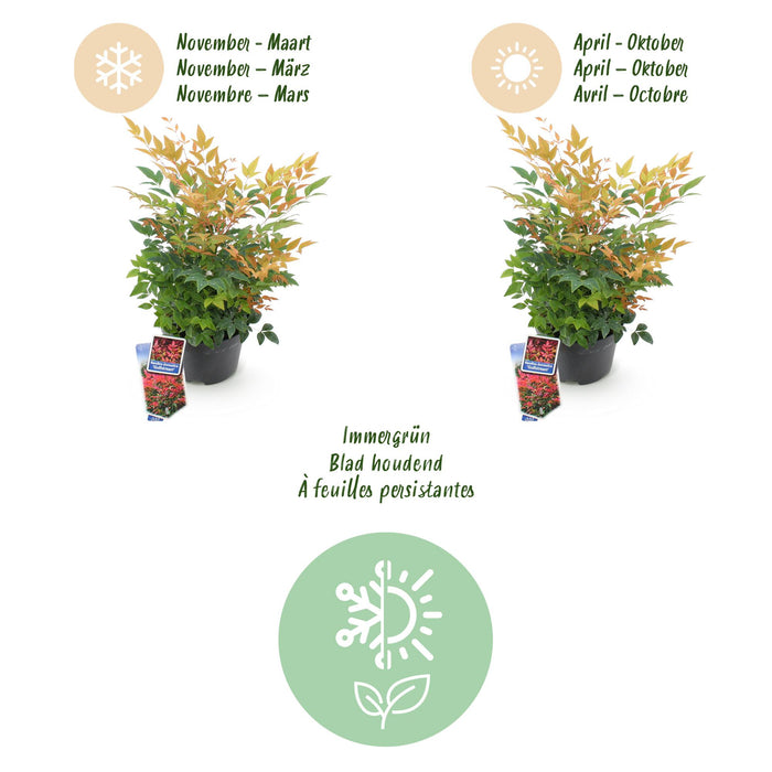 Nandina Gulfstream - Oranje - 1 Plant - Groenblijvend - Weinig Onderhoud - Pot 17cm Hoogte 45cm