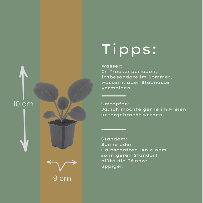 24x Bergenia cordifolia - ↕10-25cm - Ø9cm