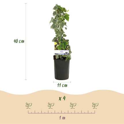 Hedera Helix Glacier - Pianta rampicante - Foglie variegate - ↕40cm - Ø11cm - 2x