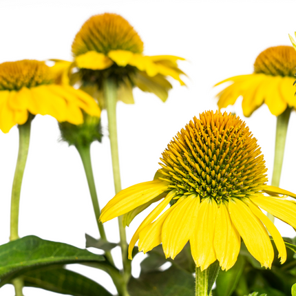 Echinacea Purpurea Gul - Solhat - ↕60-70cm - Ø19cm