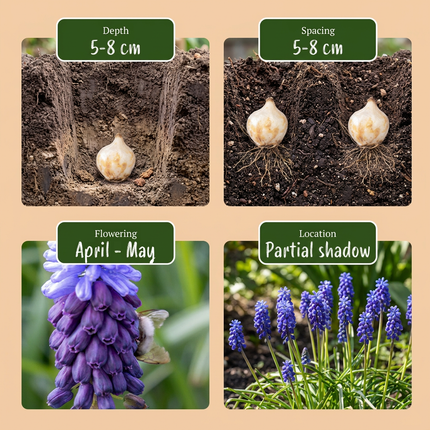 100x Muscari Latifolium - Bloembollen - Breedbladig blauw druifje - Blauw - Verwilderingsbol - Bolmaat 5/6