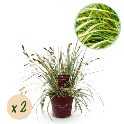 Carex oshimensis Evergold - Zegge - Geel & Groen - ↕50cm - Ø17cm - 2x