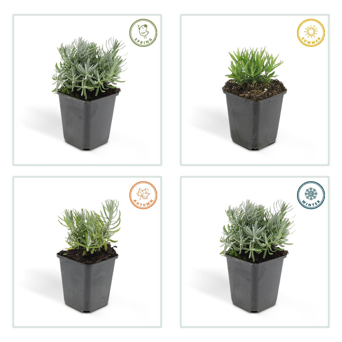 Lavandula 'Hidcote' - ↕10-25cm - Ø9cm - 24x