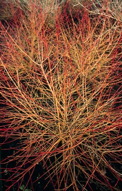 Cornus sanguinea 'Anny's Winter Orange' - ↕10-25cm - Ø9cm - 40x