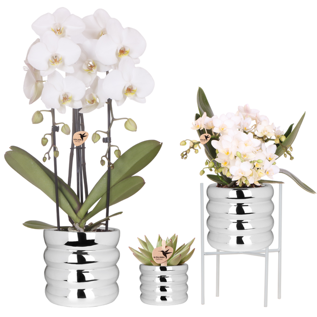 Kolibri Orchids | Plantenset Glow Zilver - Witte Phalaenopsis Orchideeën Niagara Fall White, Botanic Nazaré & Succulent