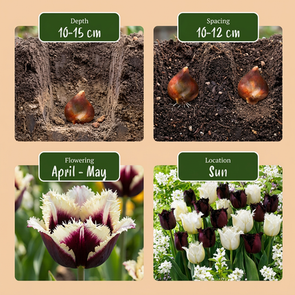 30x Tulipa Breakdance mix - Bloembollen - Tulp Breakdance mix - Diversen - Voorjaarsbloeier - Bolmaat 11/12