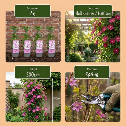 Clematis Nelly Moser - Bosrank Nelly Moser 6x - Wit - Roze - Klimplant - Ø9cm - ↕35cm