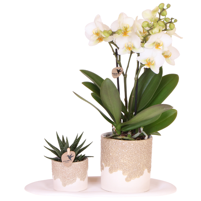 Kolibri Orchids | Giftset Bloom Sand | Witte Lausanne orchidee Ø9cm + groene plant Ø6cm – incl. keramieke sierpotten & wit dienblad – vers van de kweker
