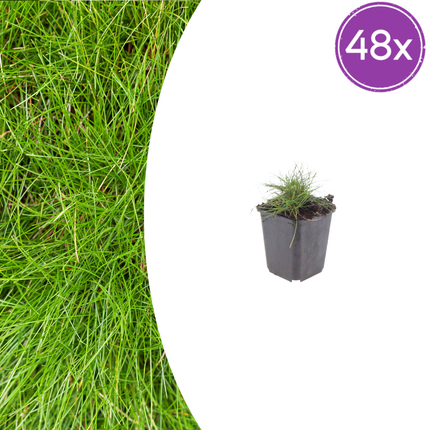 Festuca gautieri - Bjørneskind - ↕10-25cm - Ø9cm - 48x