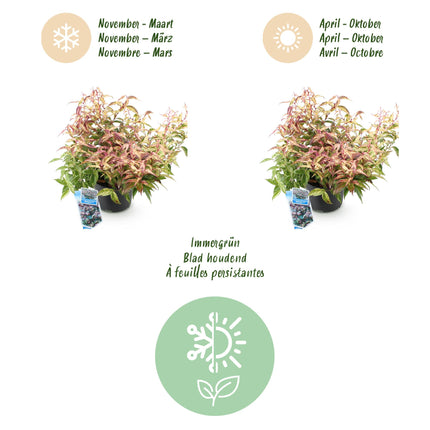 Leucothoe Makijaz - Bruin - 2 Planten - Groenblijvend - Weinig Onderhoud - Pot 17cm Hoogte 45cm