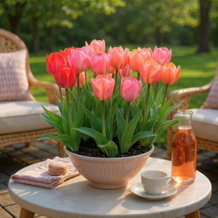 Bulbes de tulipes roses et rouges - Couleur : rose et rouge - 40 bulbes - Calibre : 10/12