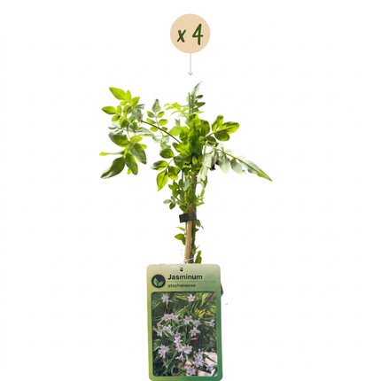 Jasminum stephanense - Roze jasmijn 4x - Roze - Klimplant - Ø9cm - ↕35cm