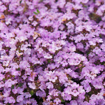 Thymus praecox 'Purple Beauty' - Kruiptijm - ↕10-25cm - Ø9cm - 6x