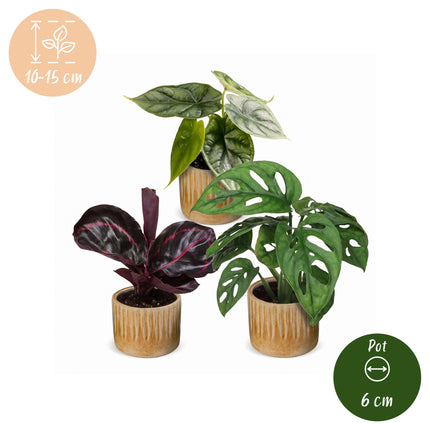 Baby Planten Jungle Mix - Diversen 3x - Tropisch - incl. Linnea Honey - Ø6cm - ↕10-15cm