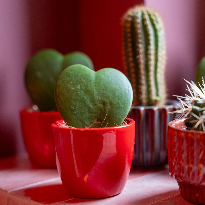 Plant set van 3 met mini pot - Love - Hoya Kerrii - roze/rood - Ø6cm