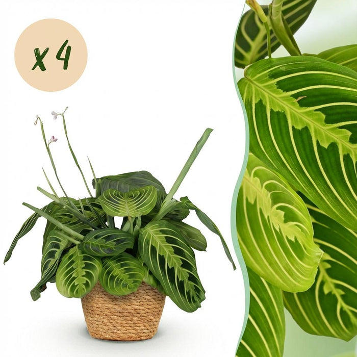 Maranta Fascinator Lemon Lime - Gebedsplant - met Mand - ↕25cm - Ø12cm - 4x