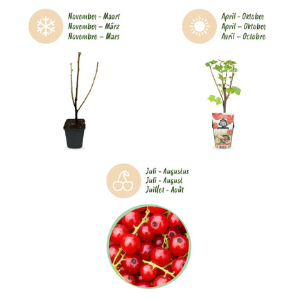 Ribes rubrum Jonkheer van Tets - Redcurrant - ↕30-35 cm - Ø9cm - 6x