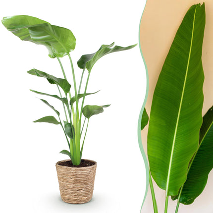 Strelitzia Nicolai - Paradijsvogelbloem - met mand - ↕110-120cm - Ø21cm