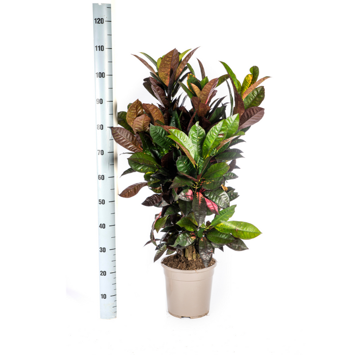 Codiaeum 'Croton' Iceton met mand Ø24cm - ↕80-100cm