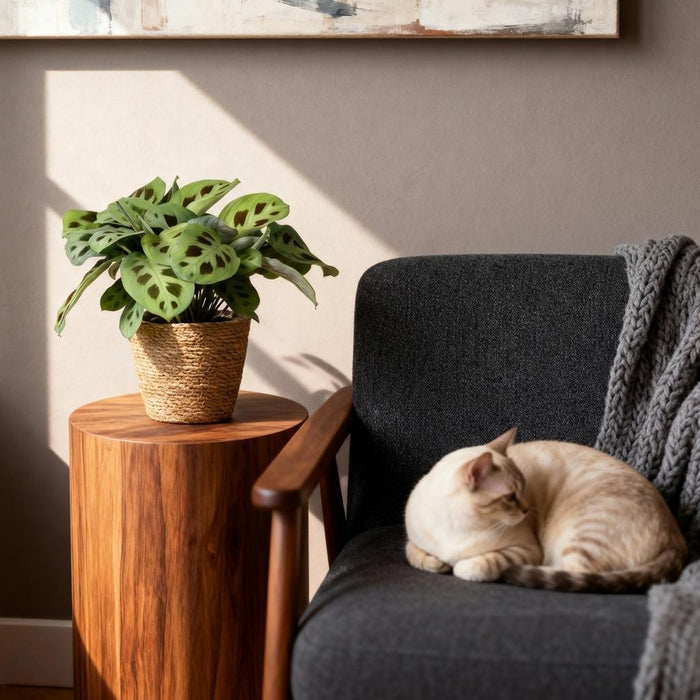 Maranta Fascinator Kerchoveana - Zebraplant - met Mand - ↕25cm - Ø12cm - 2x