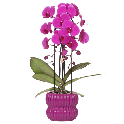 Kolibri Orchids | Paarse Freeride Niagara Falls orchidee + Horizon sierpot paars – potmaat Ø12cm