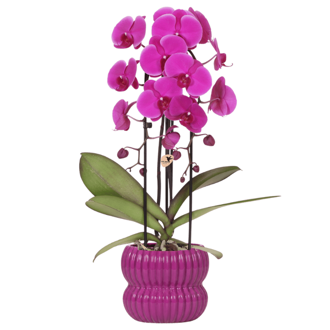 Kolibri Orchids | Paarse Freeride Niagara Falls orchidee + Horizon sierpot paars – potmaat Ø12cm