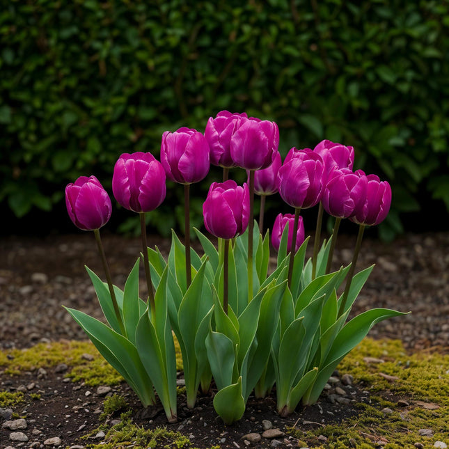 Bulbi da fiore - Tulipano Triumph Viola - Colore Viola - 15 pezzi - Dimensione bulbo 11/12 - Confezione XXL